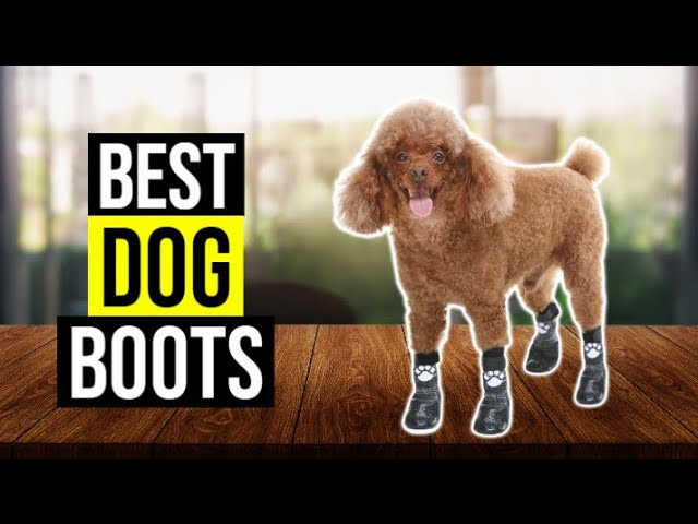 5 Best Dog Shoes of 2023 of 2024 - Reviewed