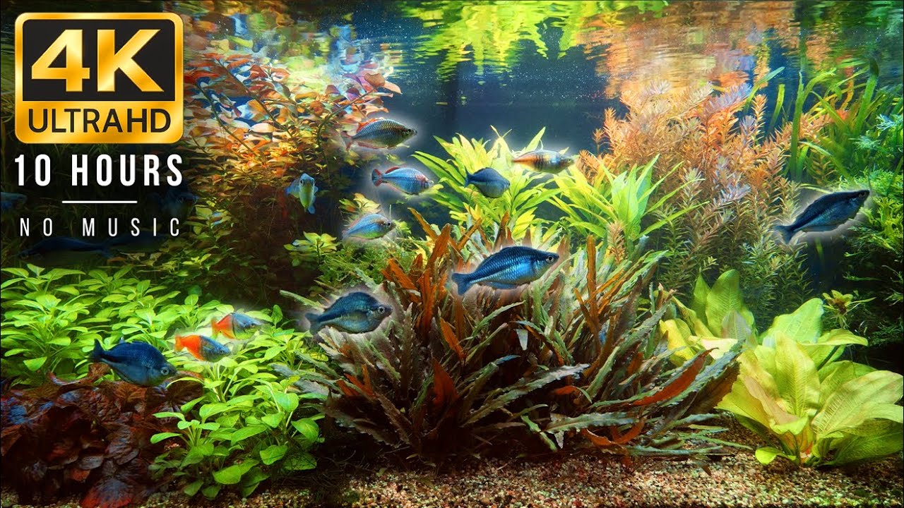10-Hour 4K Planted Aquarium Film – Peaceful Freshwater Fish, Real Water Sounds & Natural Ambience