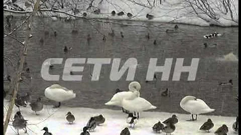 Лебединая любовь с трагичным финалом - лебедь умер от тоски по убитой подруге