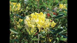 Proven Winners Scentsation Lonicera Honeysuckle