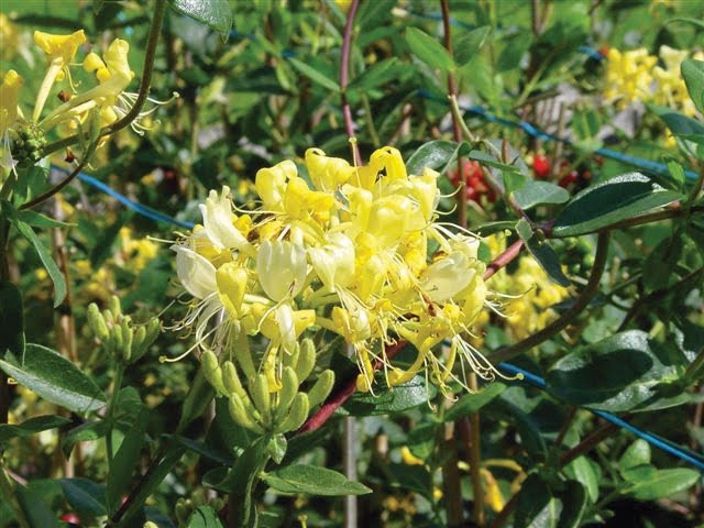 Proven Winners Scentsation Lonicera Honeysuckle
