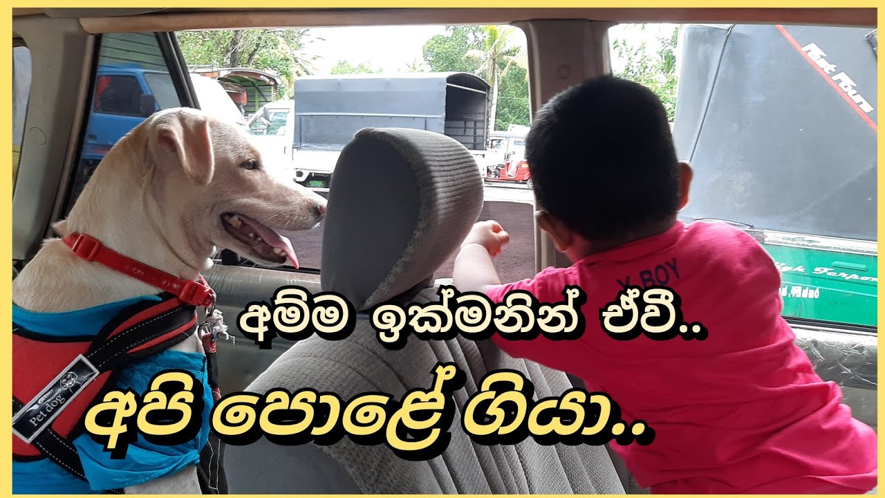 අපි පොළේ ගියා..| Nekii With Sadam