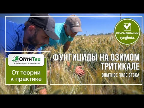 Video: Puas triticale ua kom cov nyom zoo?