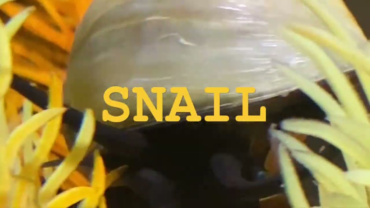 Interesting Snail Behavior
