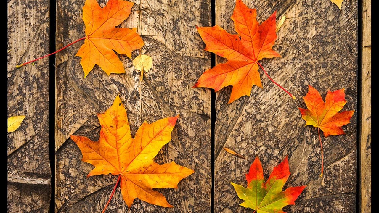 Sibel Yıldız - Eylül Gibi Gel