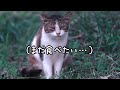 猛暑の中ご飯をもらいに来る公園の猫たち【地域猫】