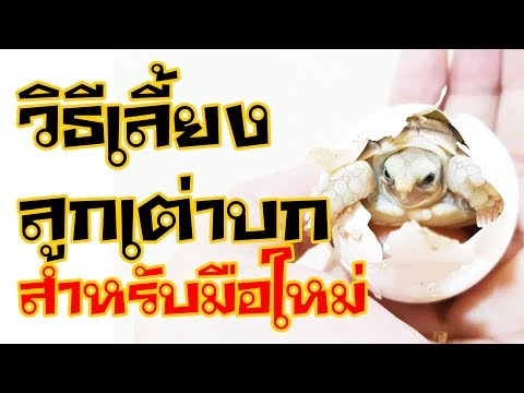 วิธีเลี้ยงลูกเต่าบกเบื้องต้น สำหรับมือใหม่ : How to care Sulcata Tortoise