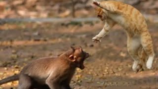 Cat Vs Monkey Cat Attached By Monkey In Real Fight New Video 2022