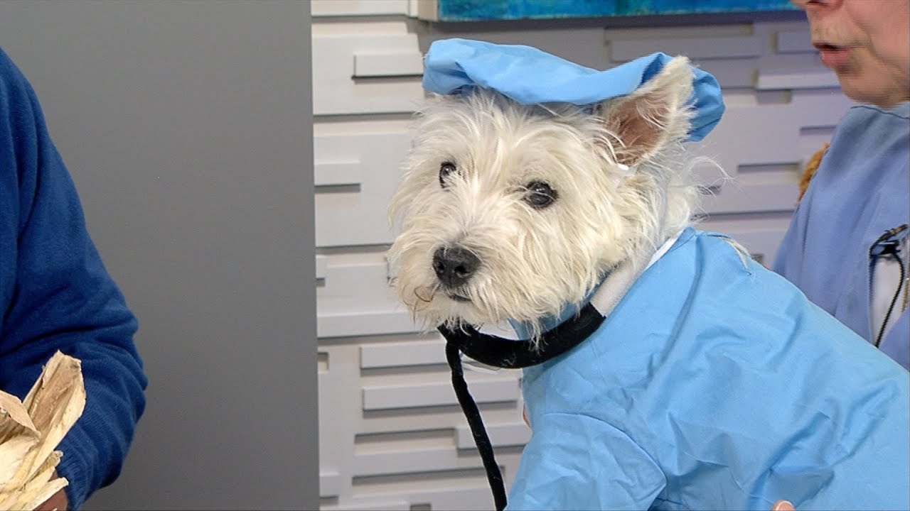 Paul Pepper Mar Doering, All Paws Medical & Behavioral Center, "Pet