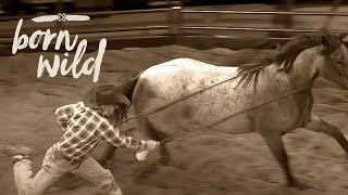 Training A Wild Horse In An Hour Born Wild 11Am Live