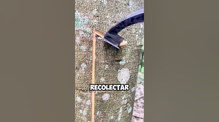 Incredible! This Is How Latex Is Collected to Produce Natural Rubber 🌳🛢️ #shorts