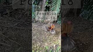 Download Lagu #jeratayamhutan #pikat MP3