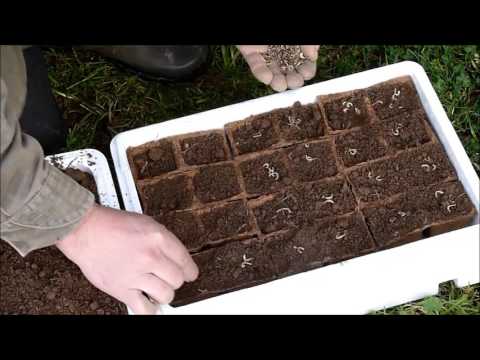 Video: Håndtering af syge Calendula-planter: Calendula Plantesygdomme og behandling