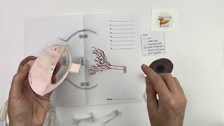 How to Make a Pop Up Human Eye Model out of Paper