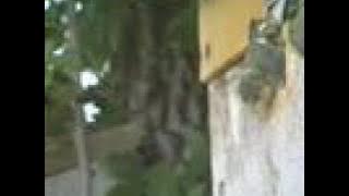 A very short life of a Blue Tit.