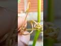 DESBROTA da UVA, Dica 12 como fazer #cultivandovariedades #shortvideo #dicas #uva