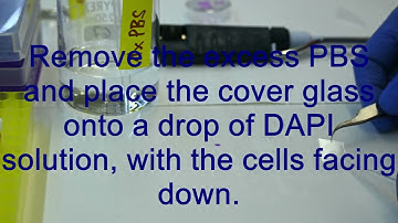 DAPI Staining