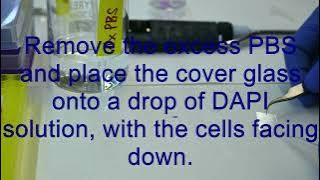 DAPI Staining