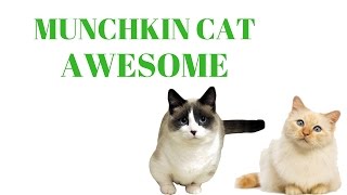 MUNCHKIN CATS Are Awesome: MUNCHKIN CATS Life Compilation by Cats World 189 views 7 years ago 1 minute, 3 seconds