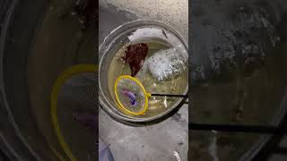 Betta Breeding பணண பறம...