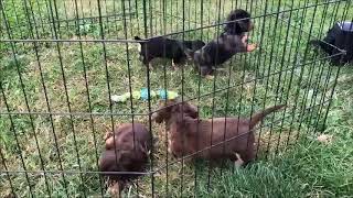 Dachshund Puppies