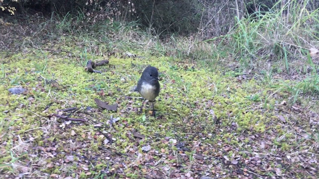 Friendly Robin - Petroica australis australis