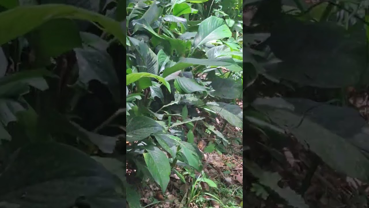 Dog and wildlife  #dog #wildlife # trinitaravanna  #trinidadandtobago #biche trinidadandtobago 