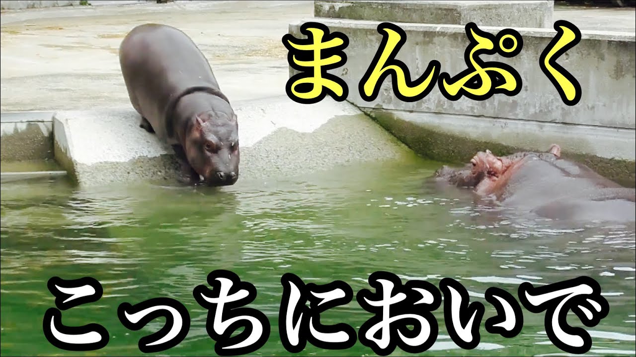 カバの赤ちゃん 名前は まんぷく に決まる とべ動物園 Youtube