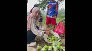 Download Lagu Panenan Jambu Asli Temanggung Istimewa #kerudungpink MP3 Download Lagu Panenan Jambu Asli Temanggung Istimewa #kerudungpink MP3