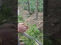 #farming #agriculture #flowers #flowerfarming #video #tomato #flowergarden