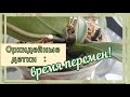 #Орхидеи💮:Орхидейные детки🌱:посадки,пересадки,наблюдения 🤓