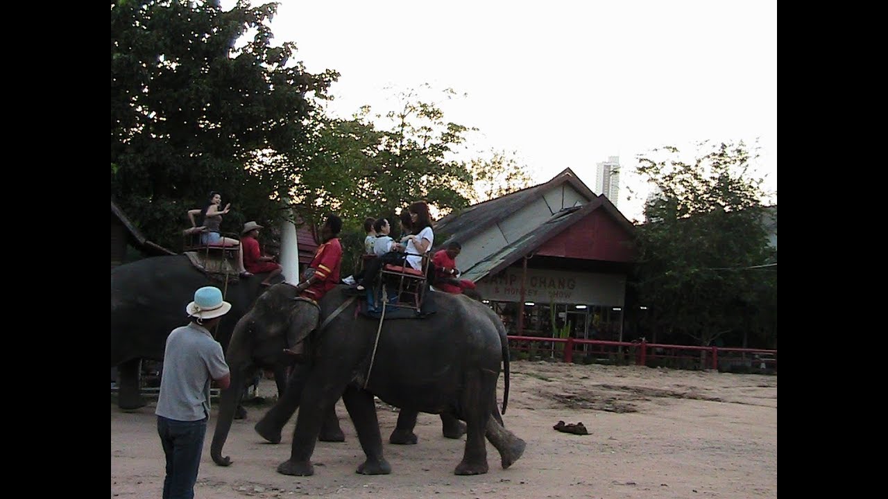 Elephant Ride, Great Experience at Pattaya Thailand Holidays YouTube