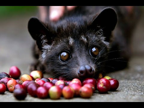 Maltratan a animales para hacer el café más caro del mundo