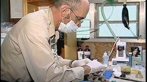 Black Footed Ferrets