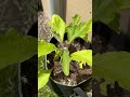 Eggplant Flowers | #Shorts | Cool Places