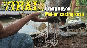 ABNORMAL: Orang Dayak Makan Cacing Kayu