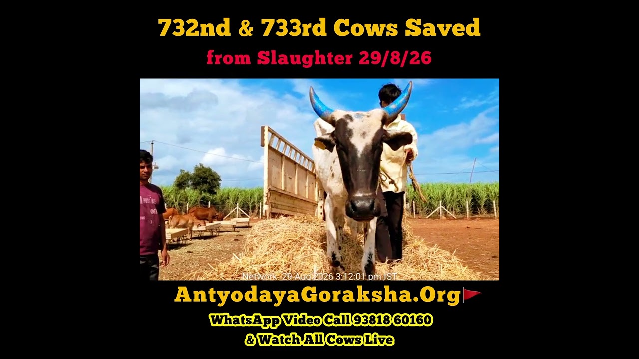 [29 Aug 2026] Two Cows Rescued 🎉