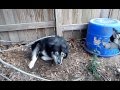 My Siberian Husky is an escape artist!