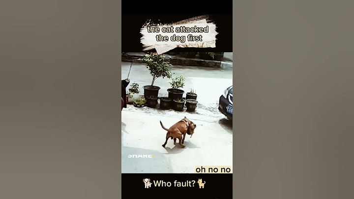 مشهد فظيع كلب بيتبول يفترس قطه تدافع عن صغارها😱🐈
