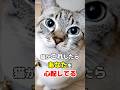 猫が飼い主を心配しているときに見せる9つの行動 #猫雑学 #ねこたんの解説 #猫