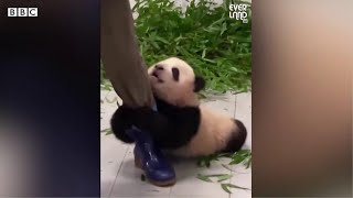 赤ちゃんパンダが「かまって！」　飼育員の足にしがみつく姿が話題