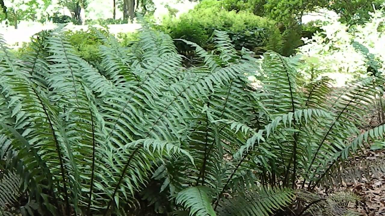 Dryopteris wallichiana