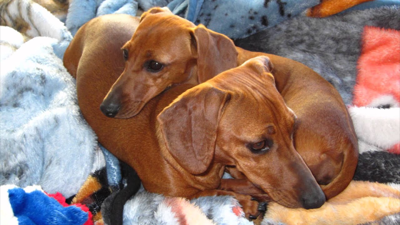 This Is a Happy Story! Dachshund Puppy Dogs Rescued ...