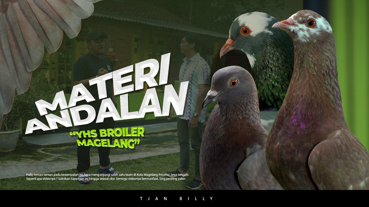 GREBEK KANDANG MERPATI YHS BROILER MAGELANG