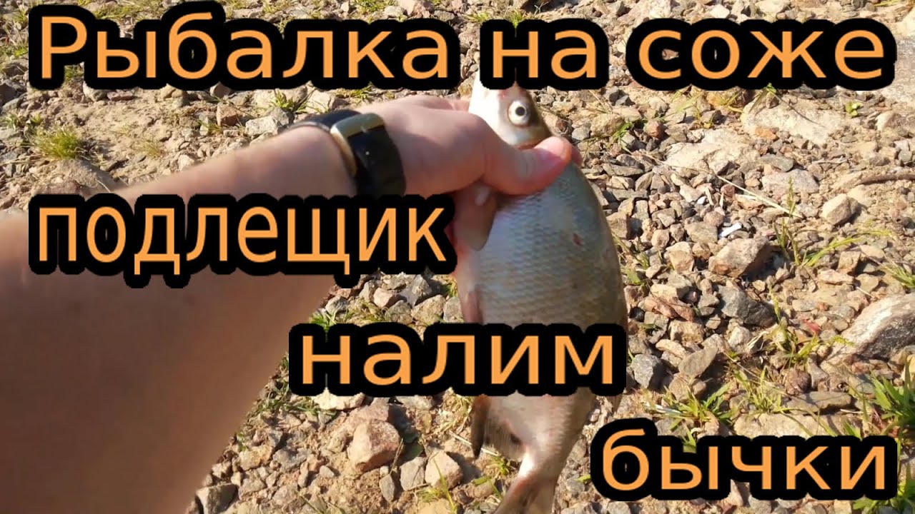 Налим на оке