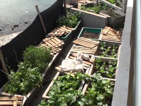 Video Tieng hat co Tranh 1 - youtube
