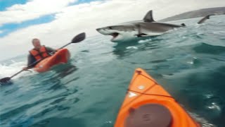 1 Hour of Scariest Shark Encounters Of The Year! (2024)