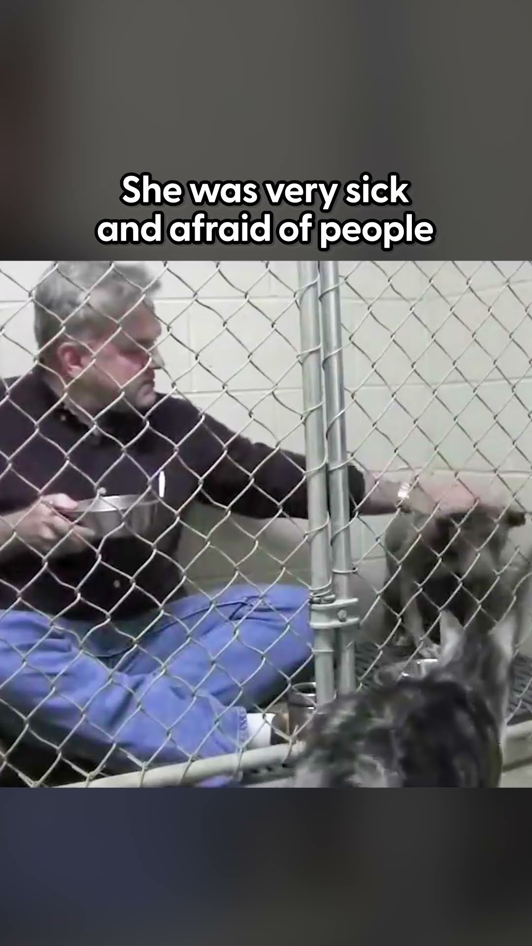 Vet Jumps In Kennel To Have Dinner With Scared Dog | The Dodo