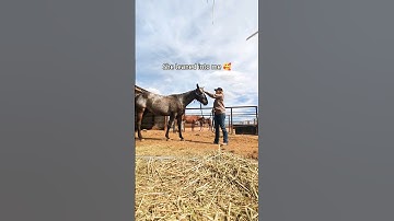 helping Opal with her anxiety ❤️ #horsetraining #horserescue #rescueanimals #horses #equestrian