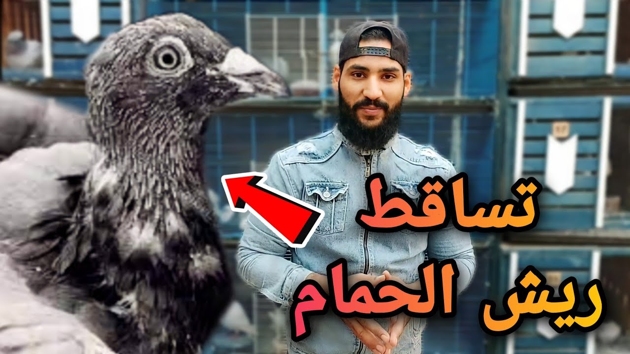 ريش الحمام بيوقع | اعرف اسباب تساقط الريش